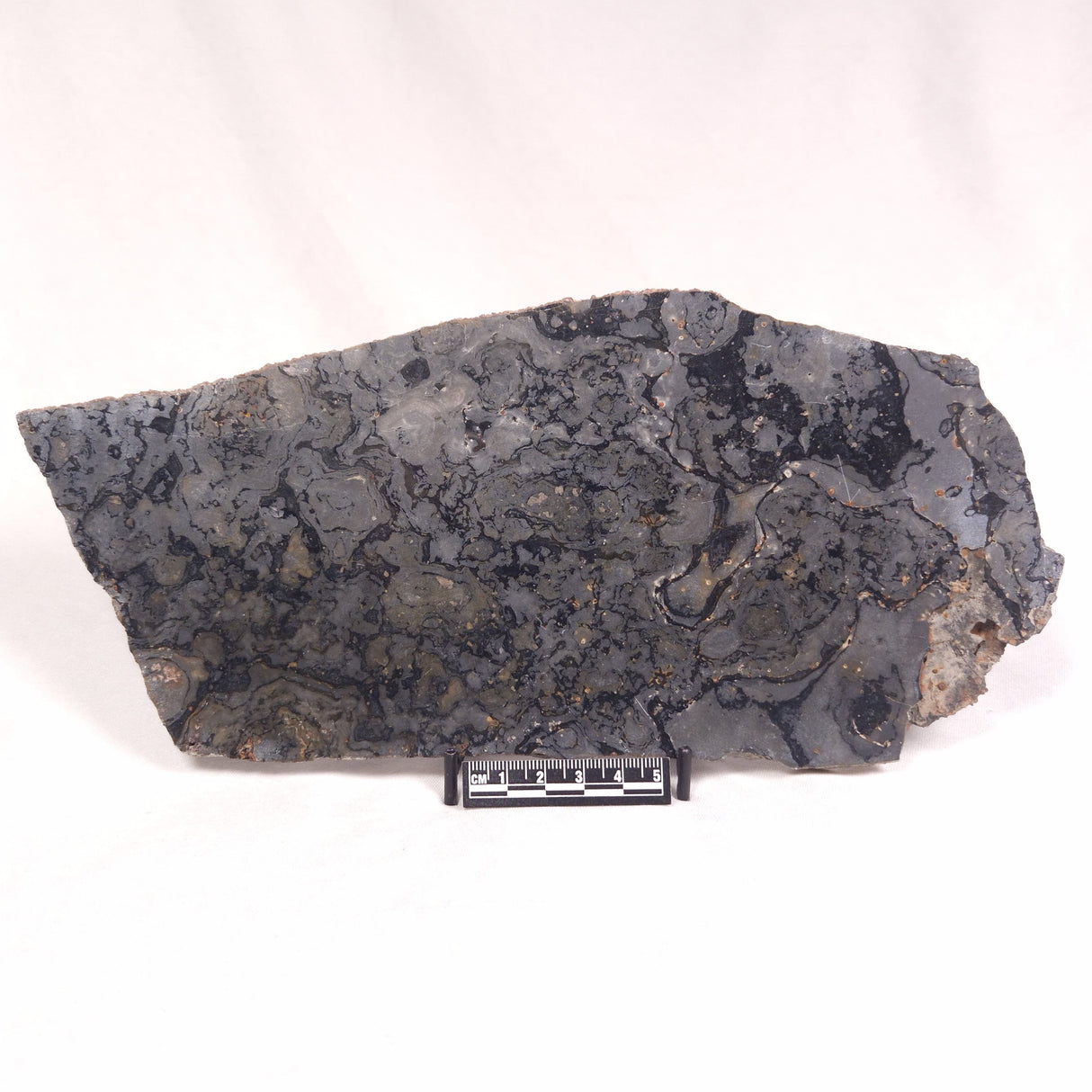 ALCHERINGA NARRINA STROMATOLITE, Late Archean, Australia ZAN011