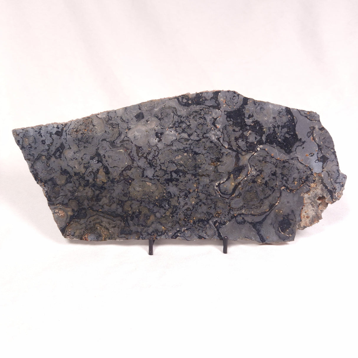 ALCHERINGA NARRINA STROMATOLITE, Late Archean, Australia ZAN011