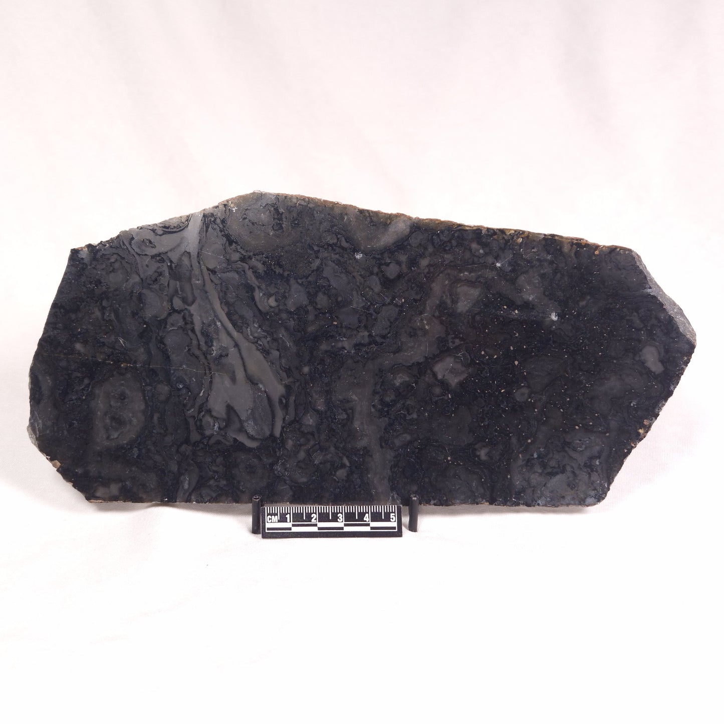ALCHERINGA NARRINA STROMATOLITE, Late Archean, Australia ZAN012