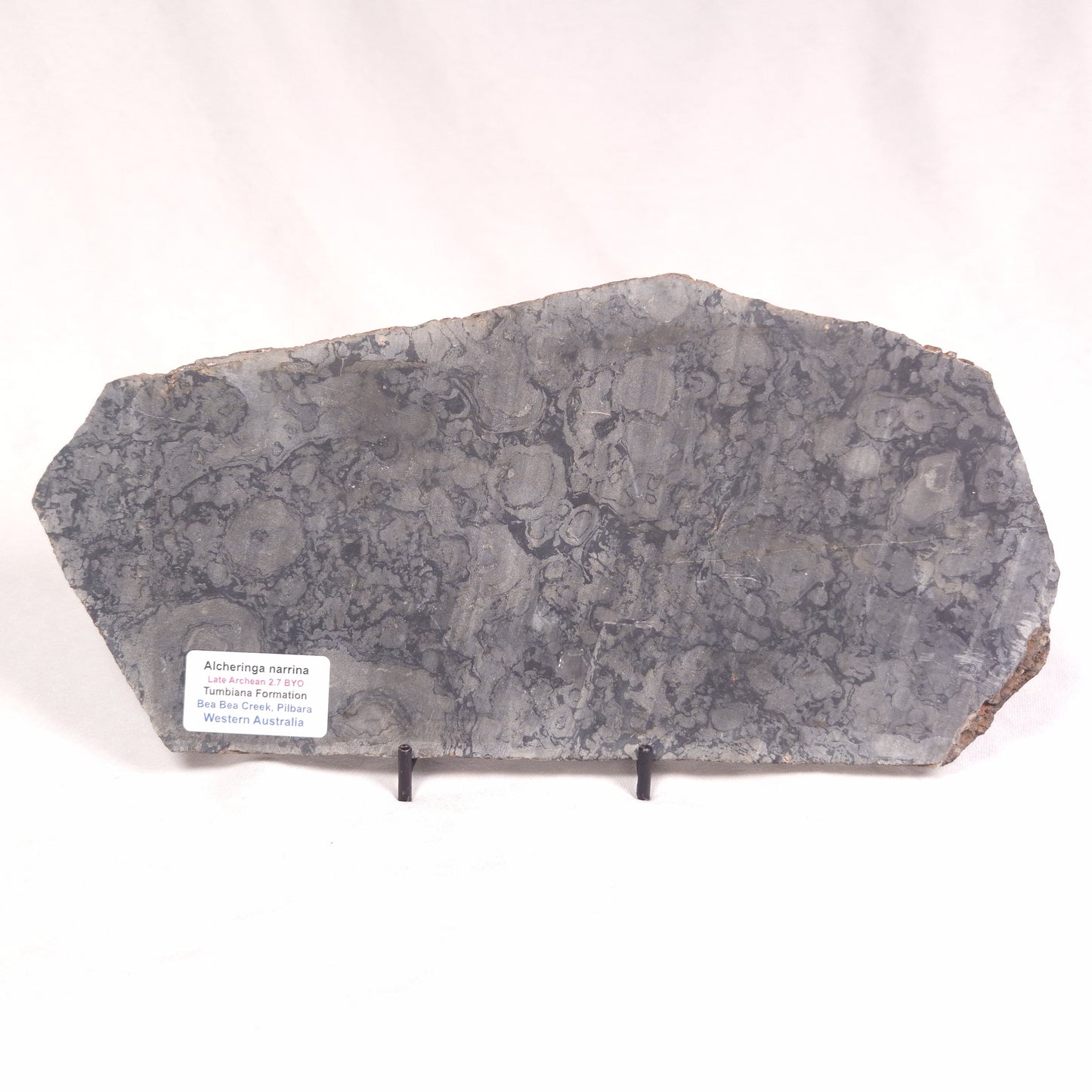 ALCHERINGA NARRINA STROMATOLITE, Late Archean, Australia ZAN012