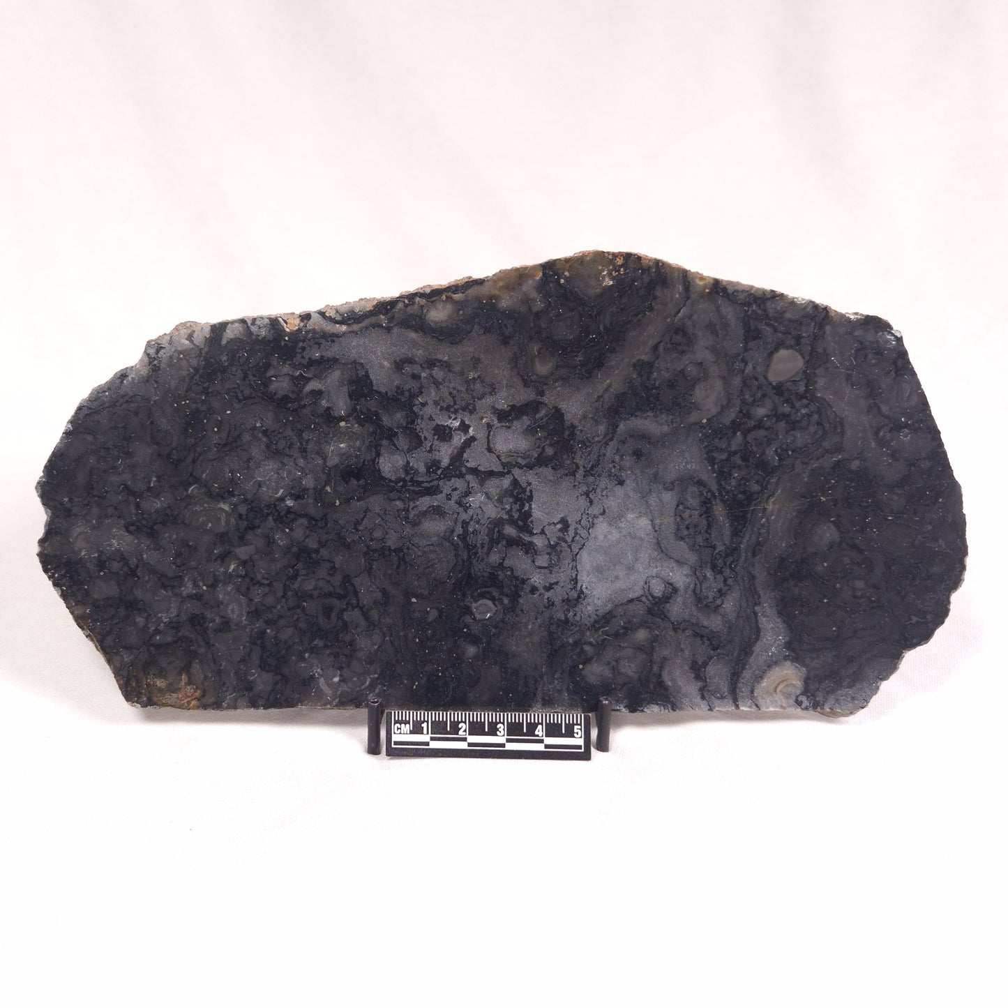 ALCHERINGA NARRINA STROMATOLITE, Late Archean, Australia ZAN013