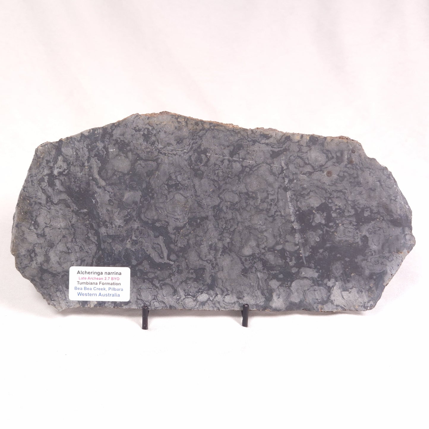 ALCHERINGA NARRINA STROMATOLITE, Late Archean, Australia ZAN013