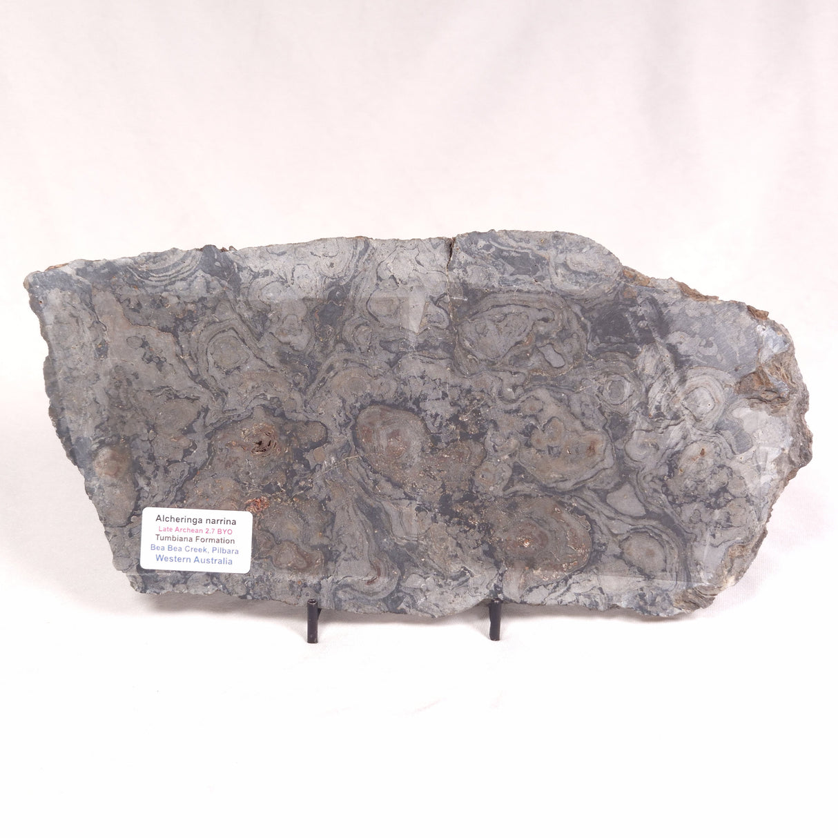 ALCHERINGA NARRINA STROMATOLITE, Late Archean, Australia ZAN015