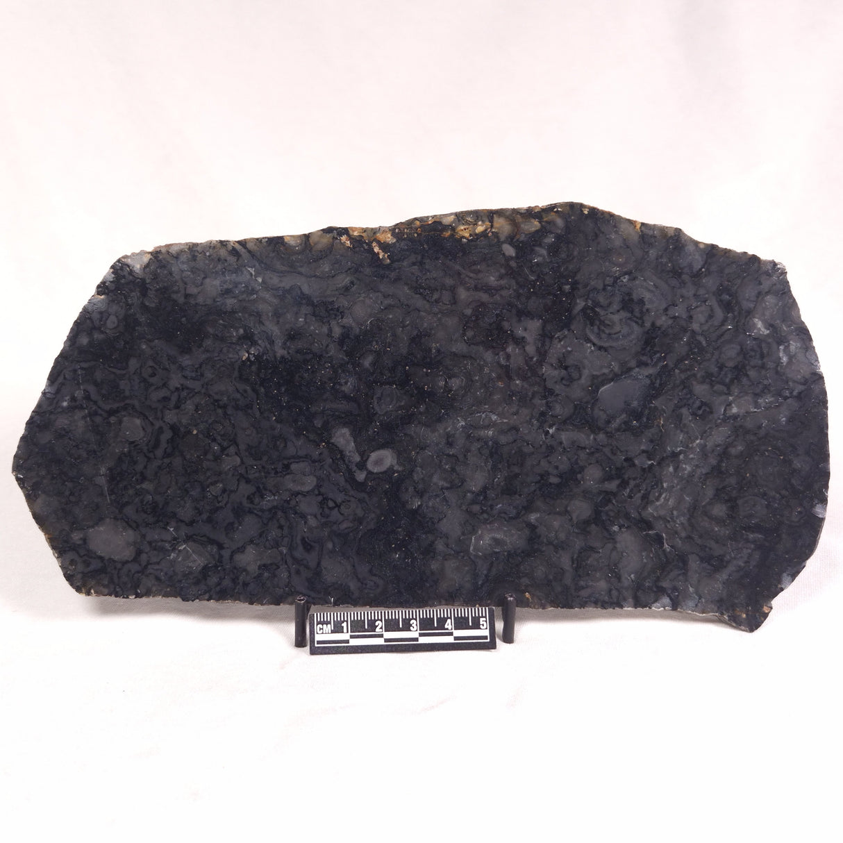 ALCHERINGA NARRINA STROMATOLITE, Late Archean, Australia ZAN016