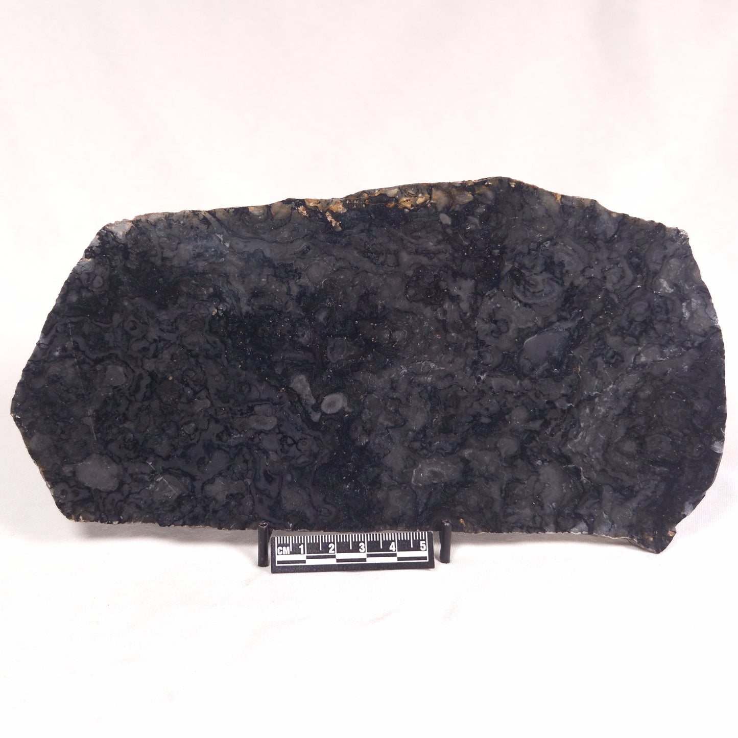 ALCHERINGA NARRINA STROMATOLITE, Late Archean, Australia ZAN016