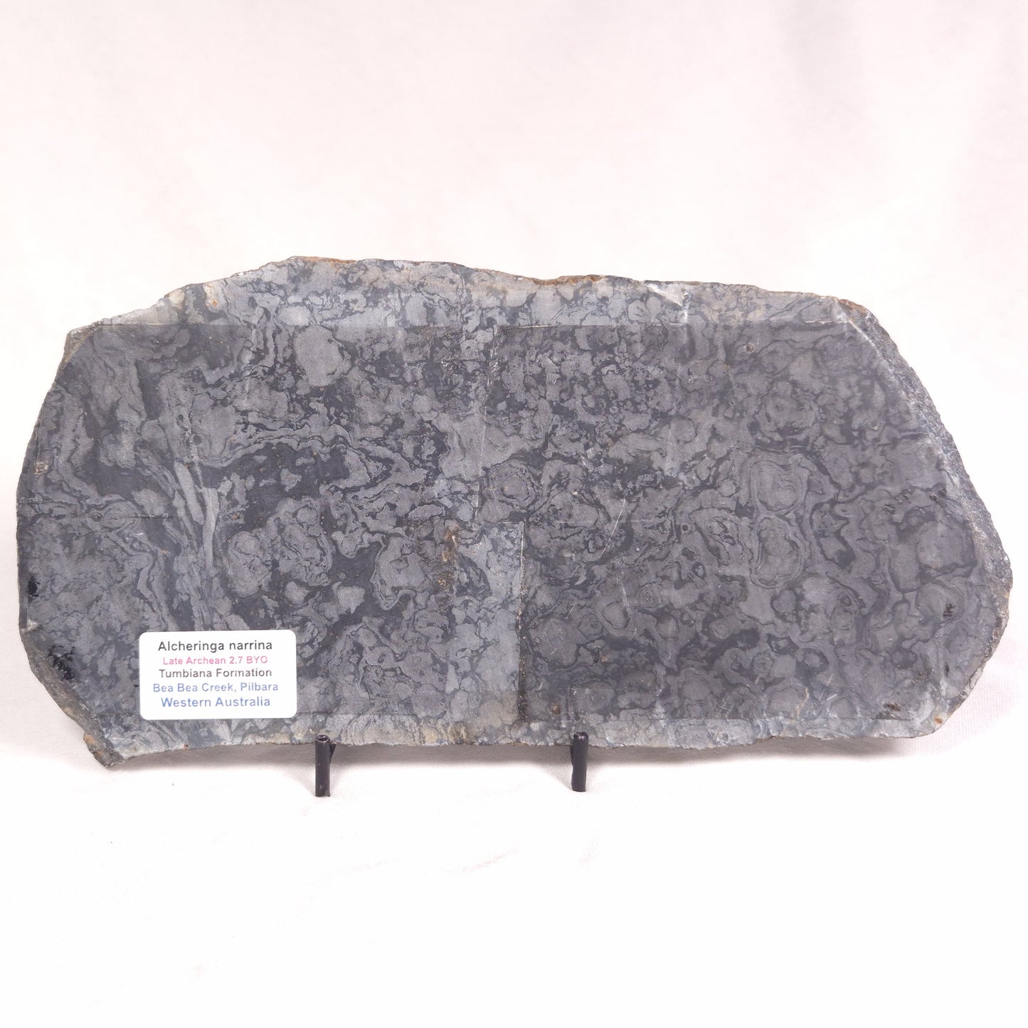 ALCHERINGA NARRINA STROMATOLITE, Late Archean, Australia ZAN016