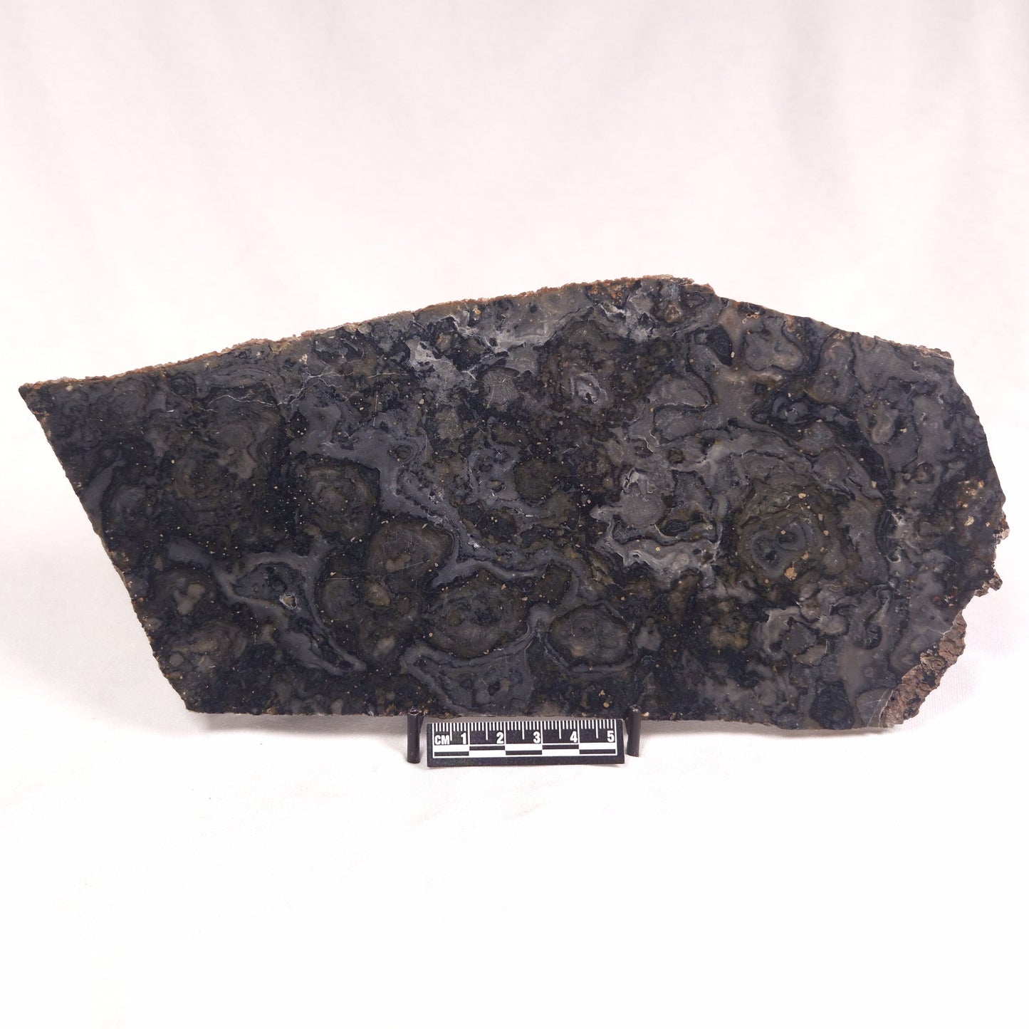 ALCHERINGA NARRINA STROMATOLITE, Late Archean, Australia ZAN017