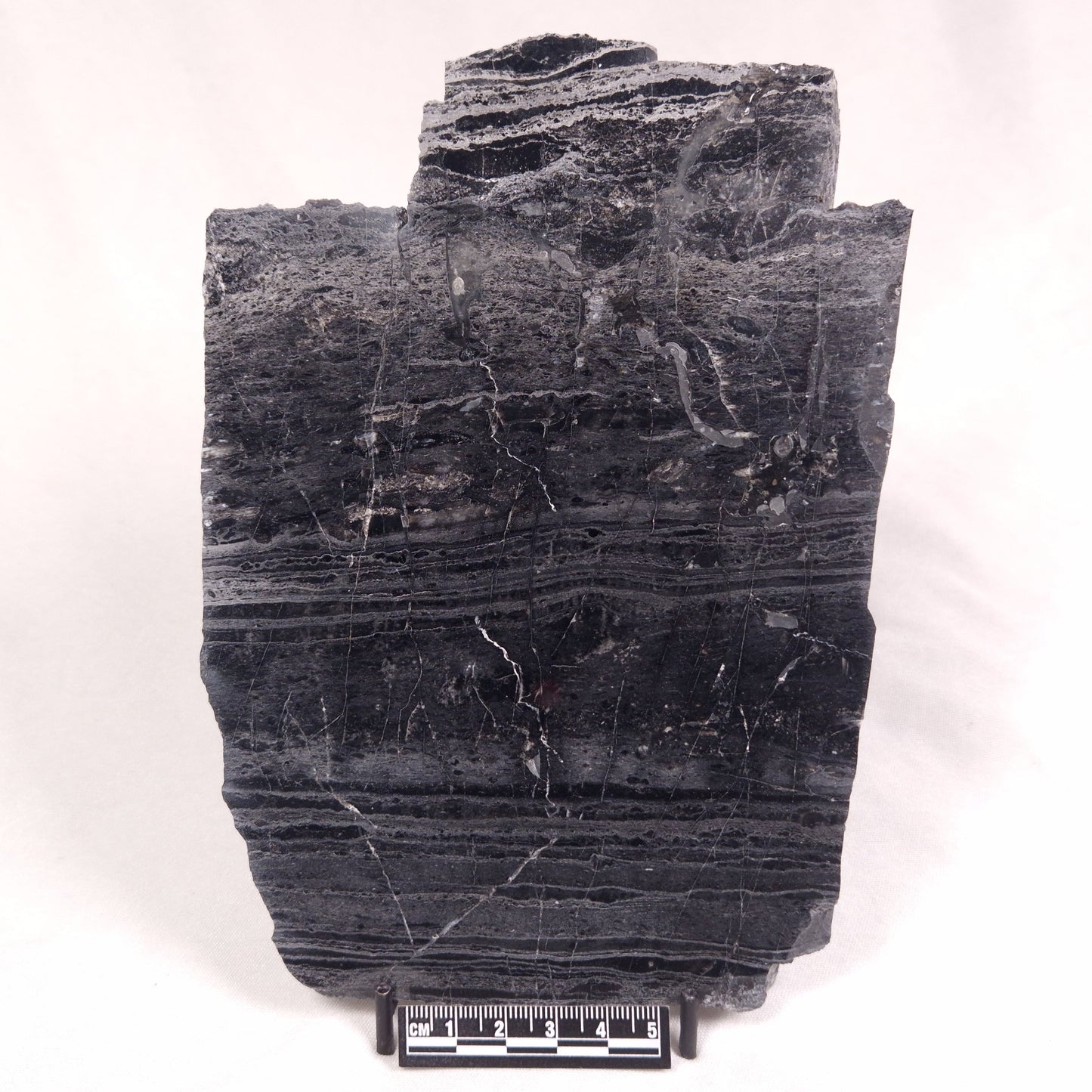 ALCHERINGA NARRINA STROMATOLITE, Late Archean, Australia ZAN018