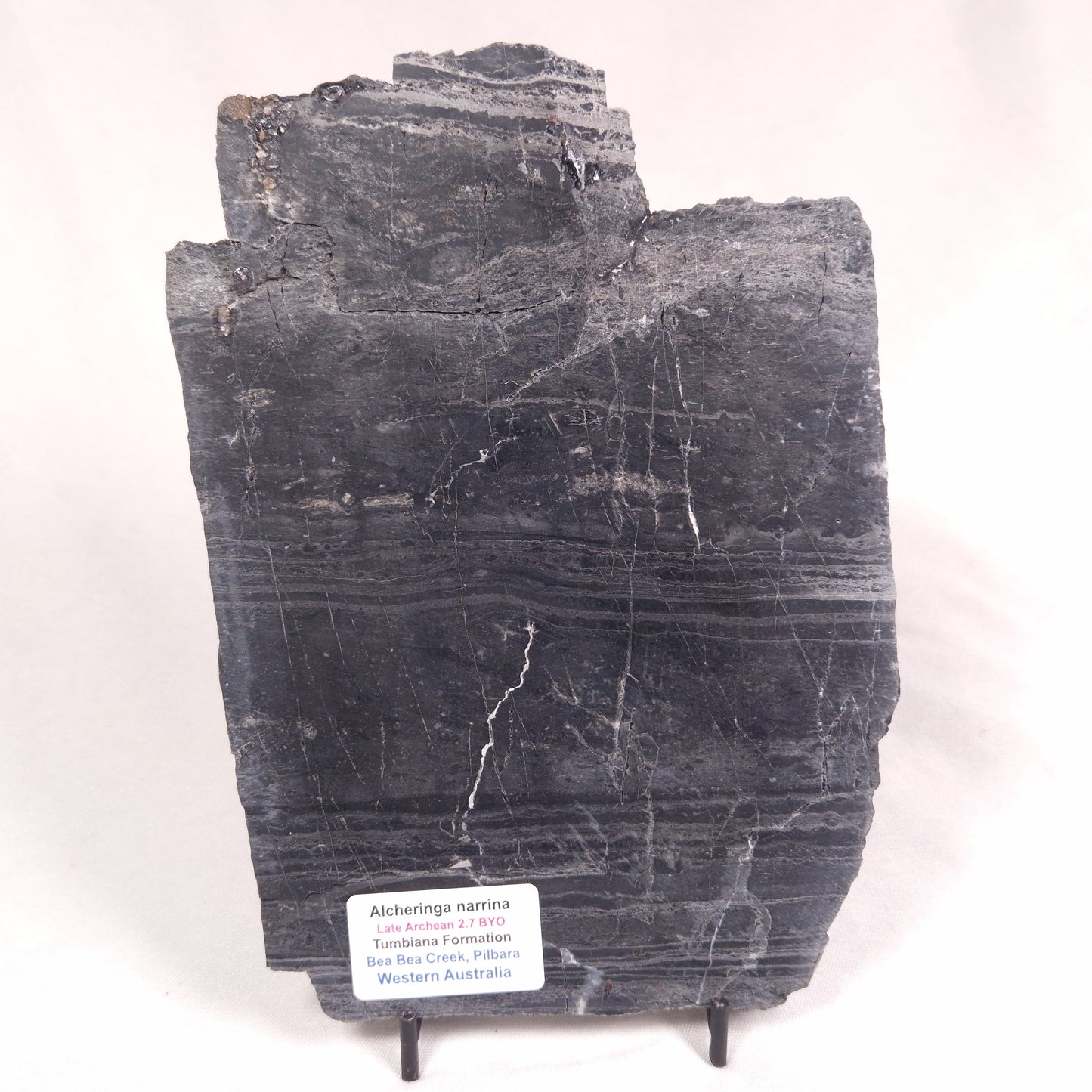 ALCHERINGA NARRINA STROMATOLITE, Late Archean, Australia ZAN018