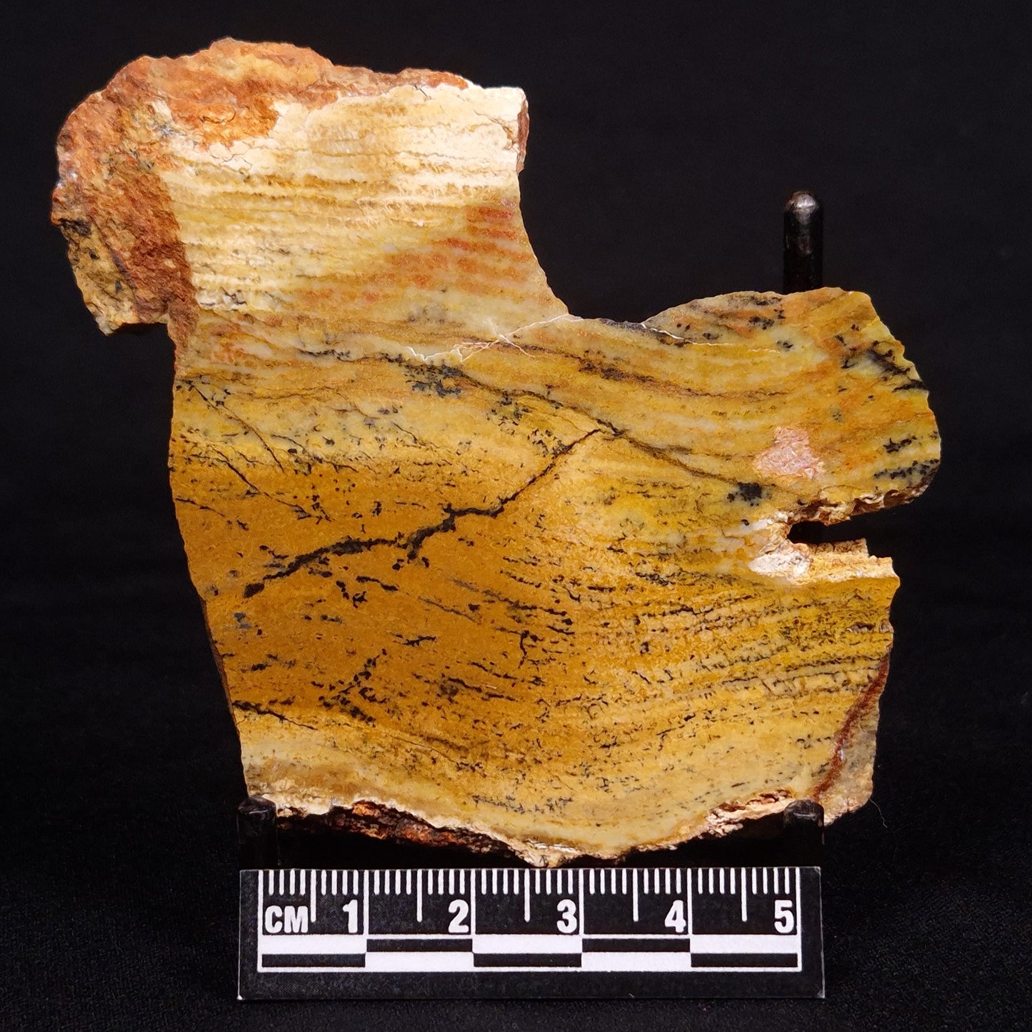 STROMATOLITE MICROBIAL MAT, Strelley Pool Formation, Archean, Australia ZSP023
