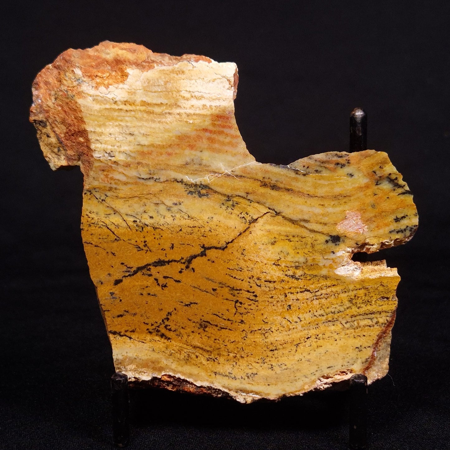 STROMATOLITE MICROBIAL MAT, Strelley Pool Formation, Archean, Australia ZSP023