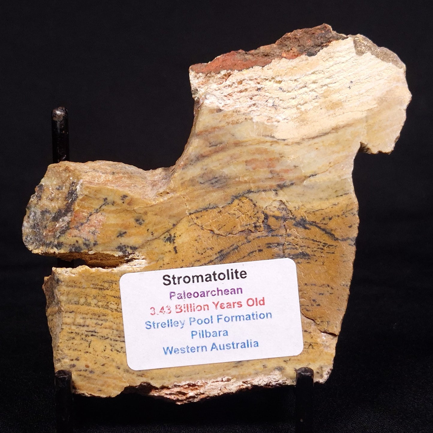 STROMATOLITE MICROBIAL MAT, Strelley Pool Formation, Archean, Australia ZSP023
