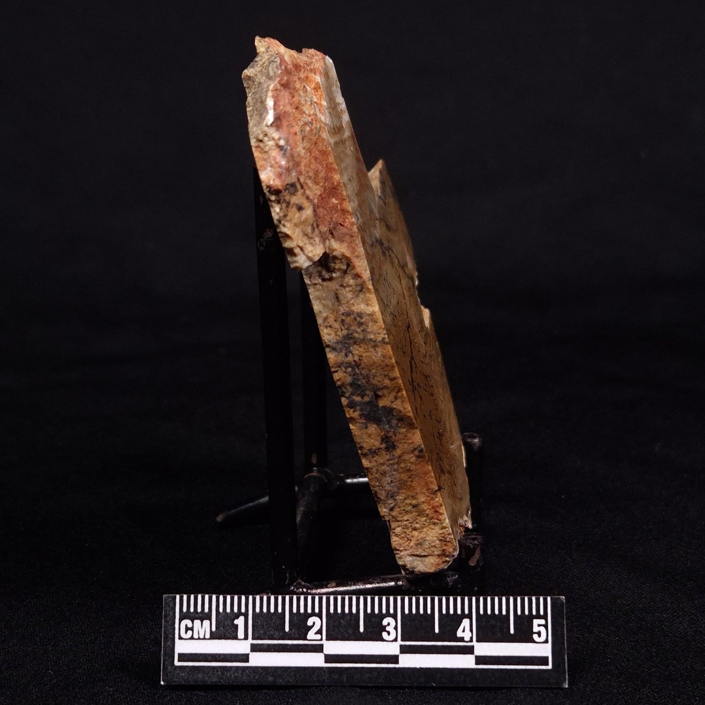 STROMATOLITE MICROBIAL MAT, Strelley Pool Formation, Archean, Australia ZSP023