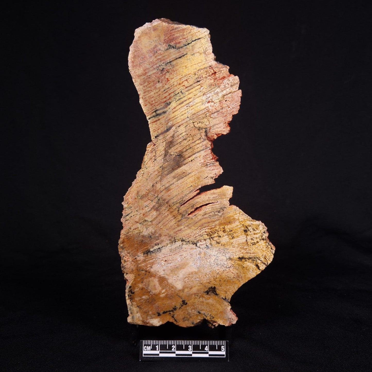 STROMATOLITE MICROBIAL MAT, Strelley Pool Formation, Archean, Australia ZSP024