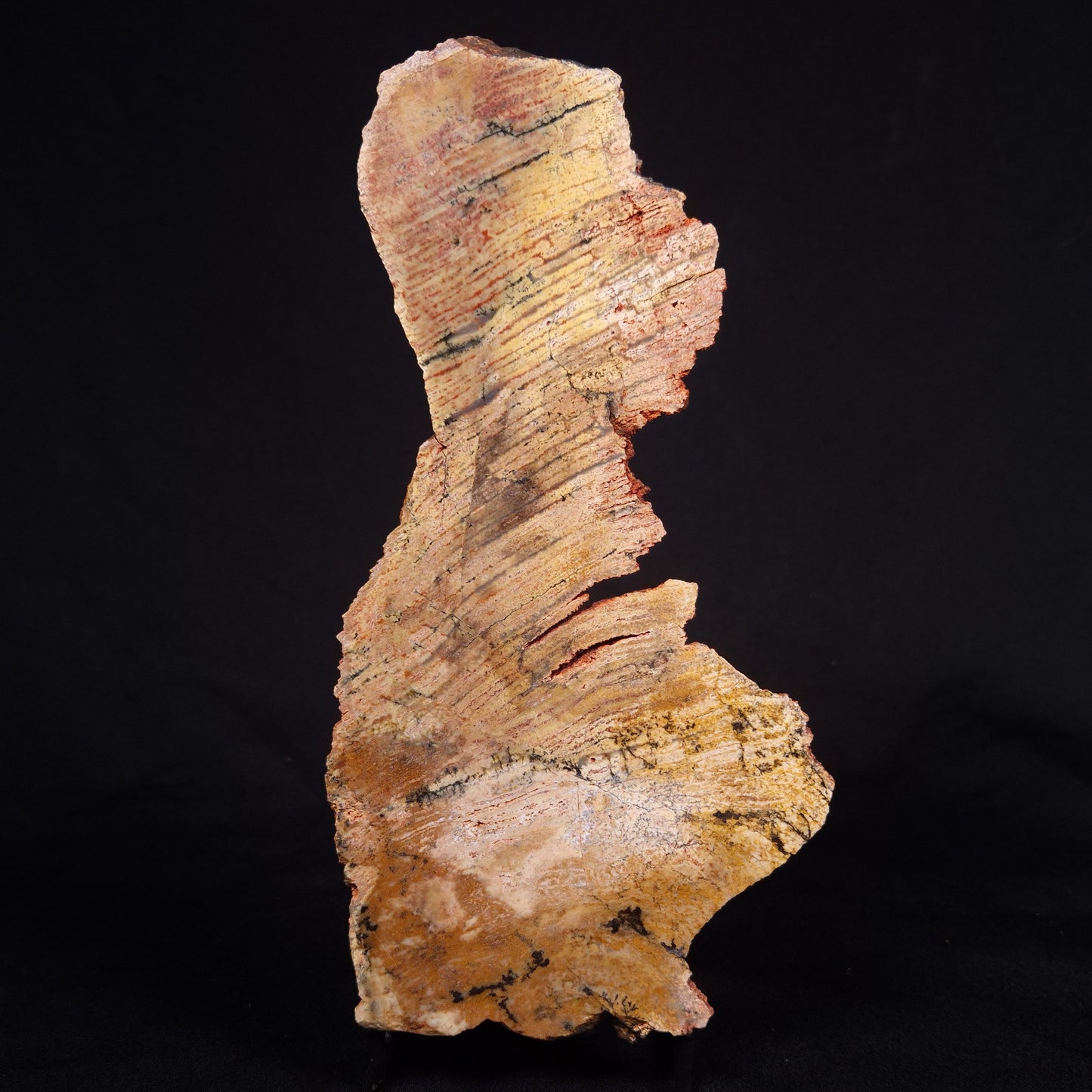 STROMATOLITE MICROBIAL MAT, Strelley Pool Formation, Archean, Australia ZSP024