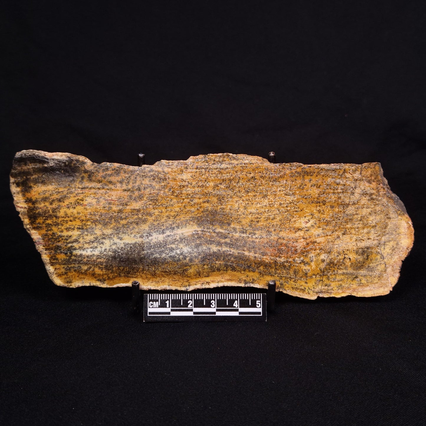 STROMATOLITE MICROBIAL MAT, Strelley Pool Formation, Archean, Australia ZSP025