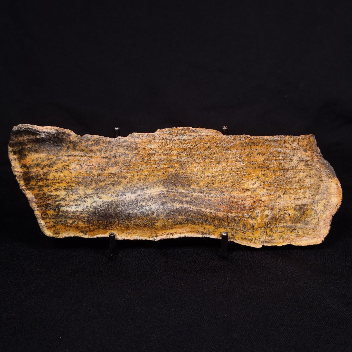 STROMATOLITE MICROBIAL MAT, Strelley Pool Formation, Archean, Australia ZSP025