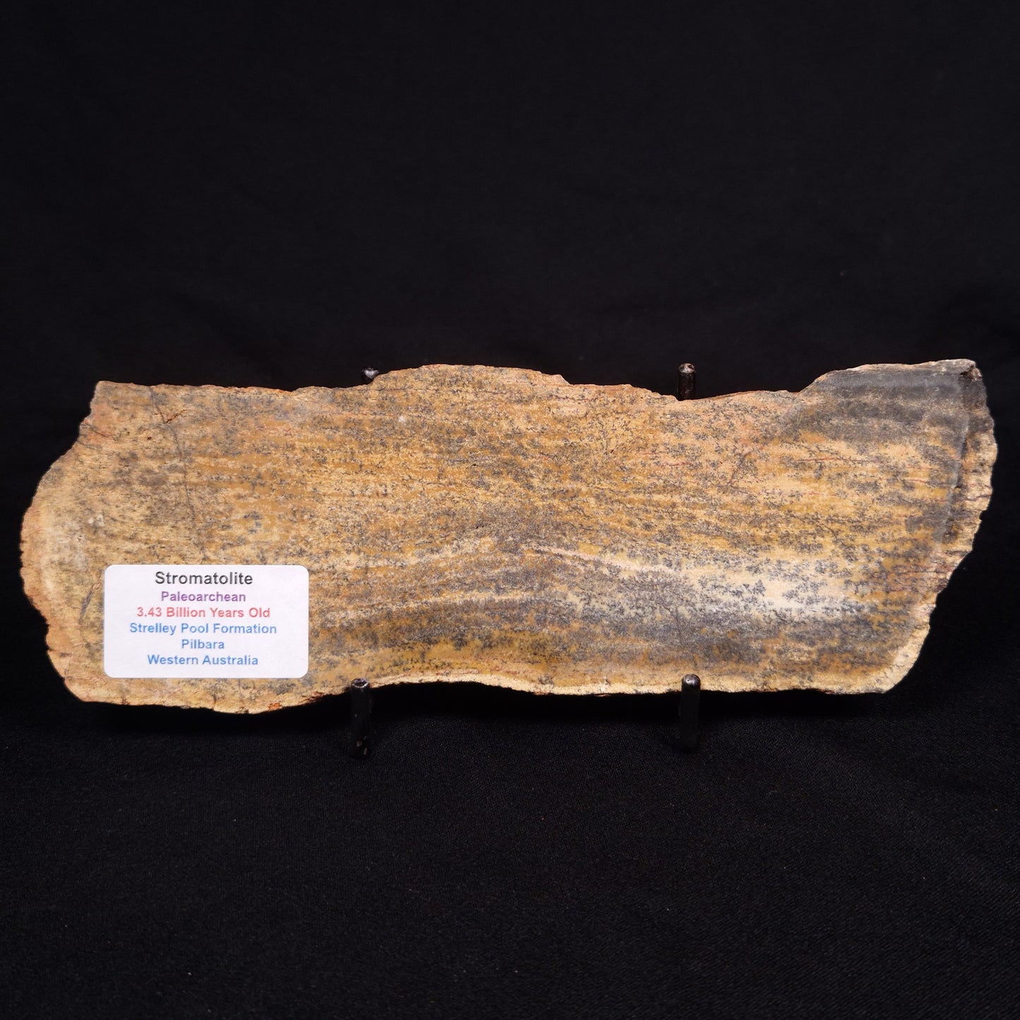STROMATOLITE MICROBIAL MAT, Strelley Pool Formation, Archean, Australia ZSP025