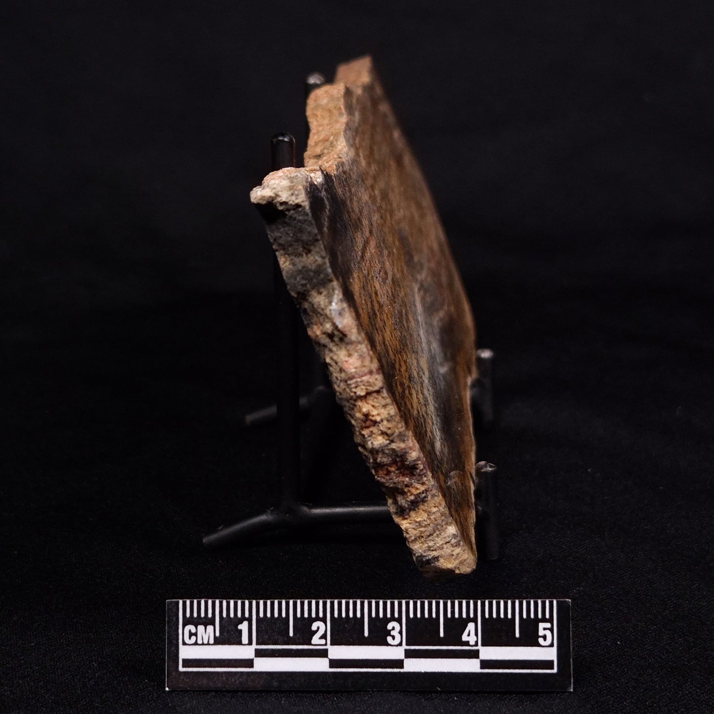 STROMATOLITE MICROBIAL MAT, Strelley Pool Formation, Archean, Australia ZSP025