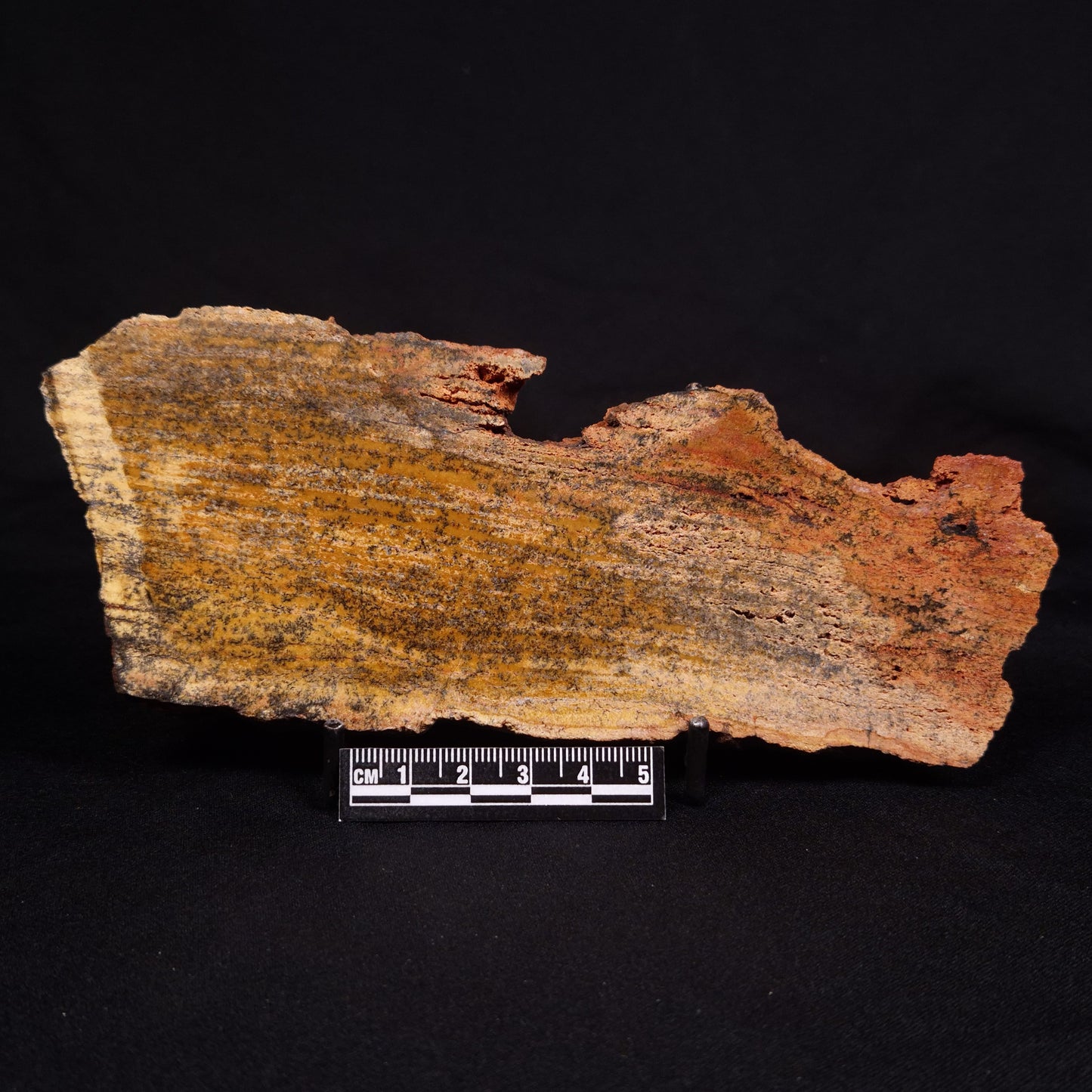 STROMATOLITE MICROBIAL MAT, Strelley Pool Formation, Archean, Australia ZSP026