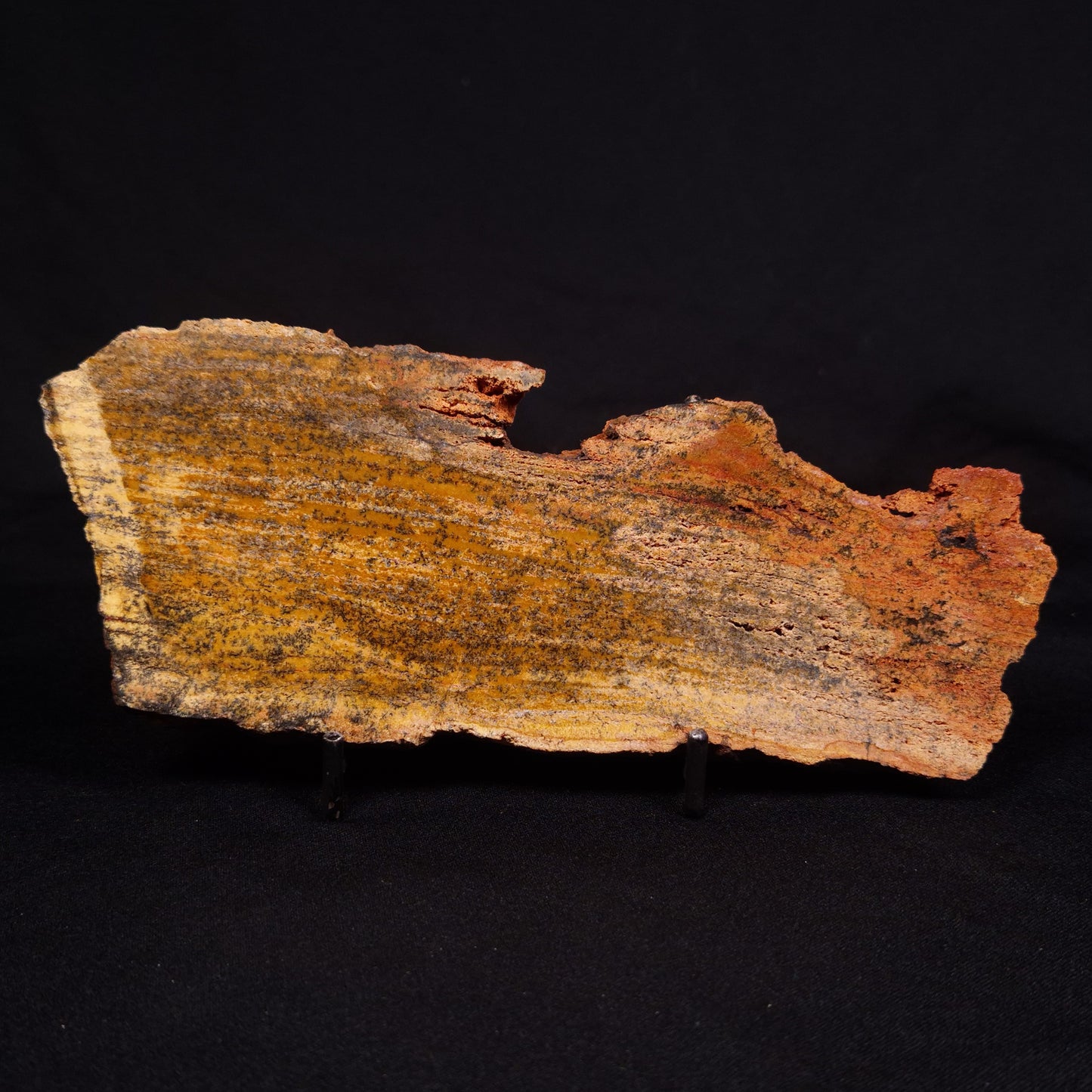 STROMATOLITE MICROBIAL MAT, Strelley Pool Formation, Archean, Australia ZSP026