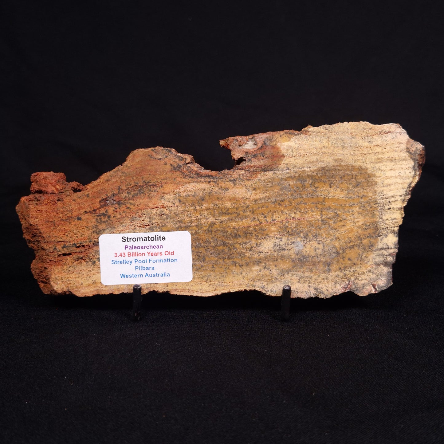 STROMATOLITE MICROBIAL MAT, Strelley Pool Formation, Archean, Australia ZSP026