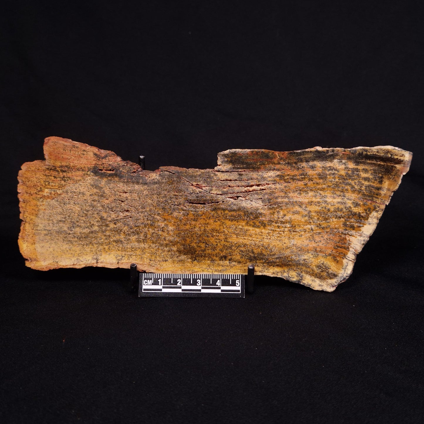 STROMATOLITE MICROBIAL MAT, Strelley Pool Formation, Archean, Australia ZSP027