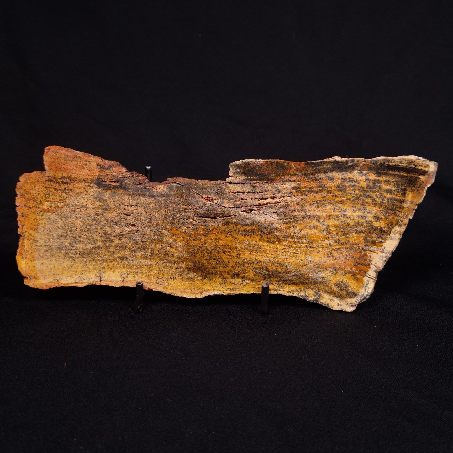 STROMATOLITE MICROBIAL MAT, Strelley Pool Formation, Archean, Australia ZSP027