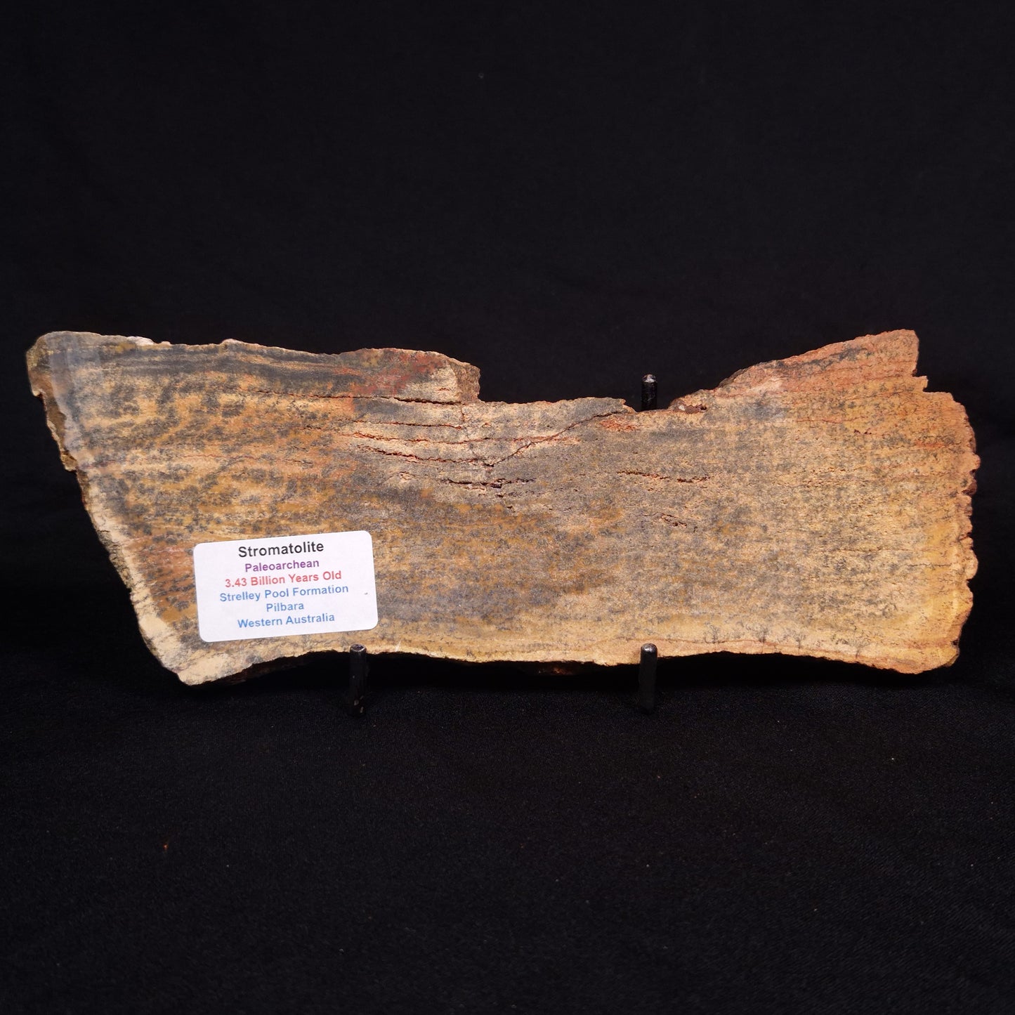 STROMATOLITE MICROBIAL MAT, Strelley Pool Formation, Archean, Australia ZSP027