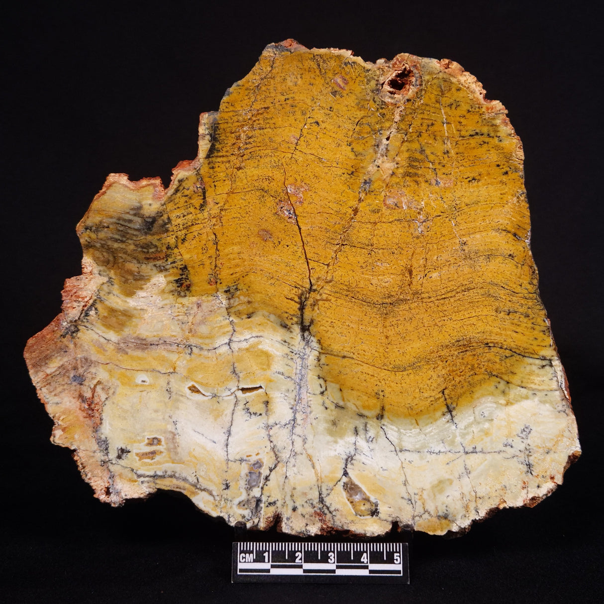 STROMATOLITE MICROBIAL MAT, Strelley Pool Formation, Archean, Australia ZSP029