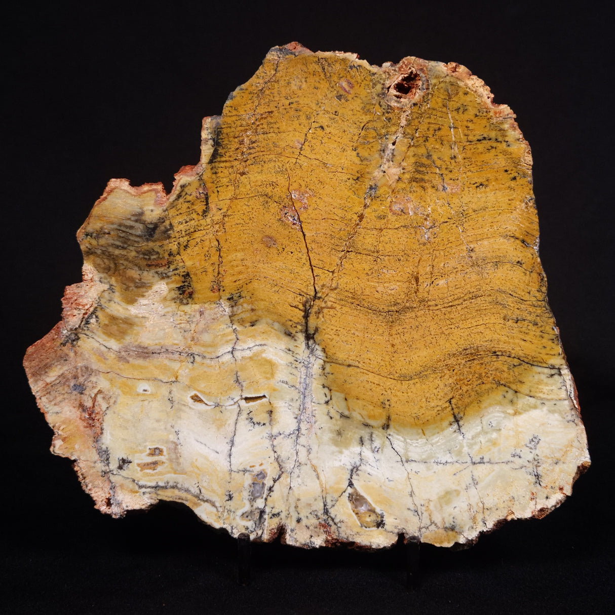 STROMATOLITE MICROBIAL MAT, Strelley Pool Formation, Archean, Australia ZSP029