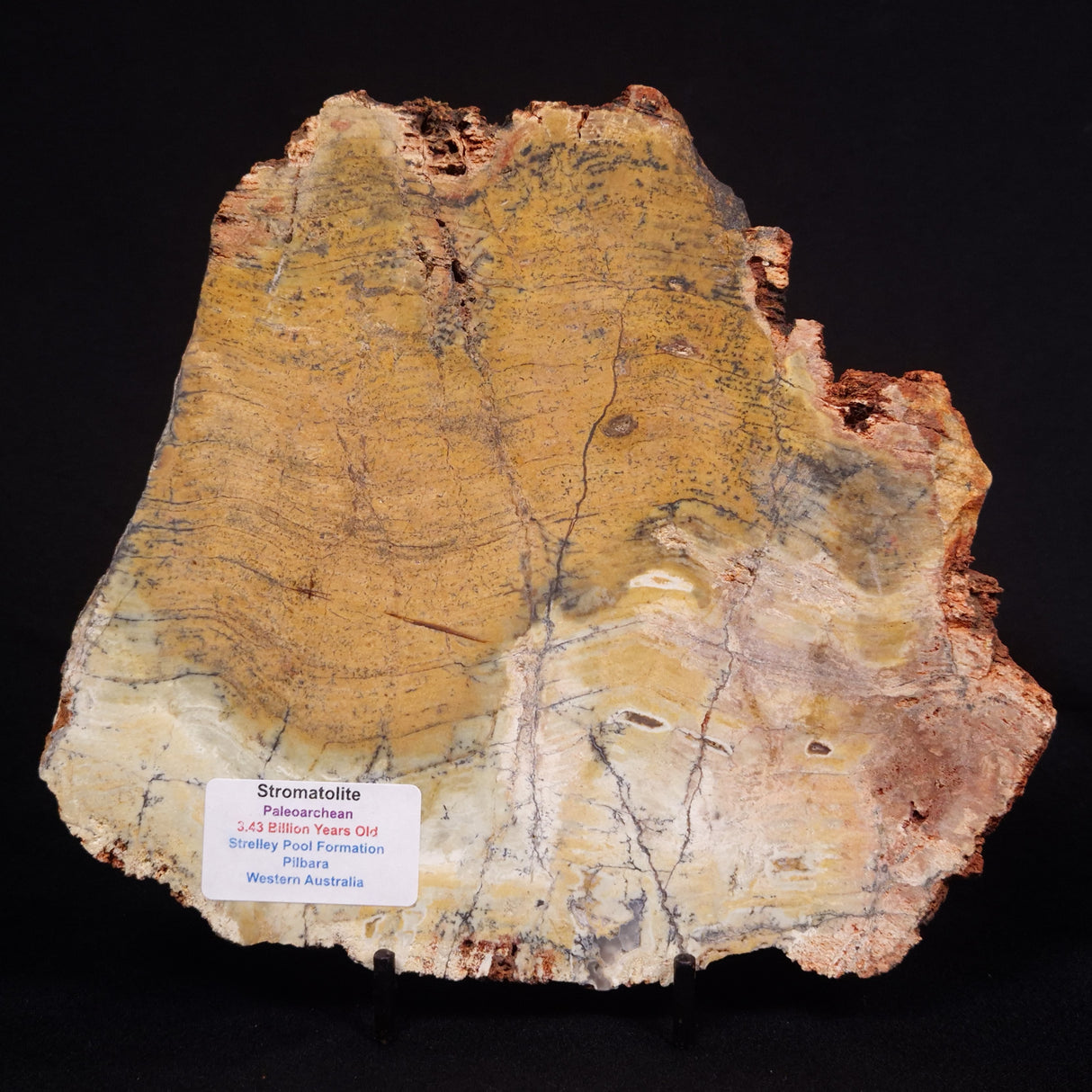 STROMATOLITE MICROBIAL MAT, Strelley Pool Formation, Archean, Australia ZSP029