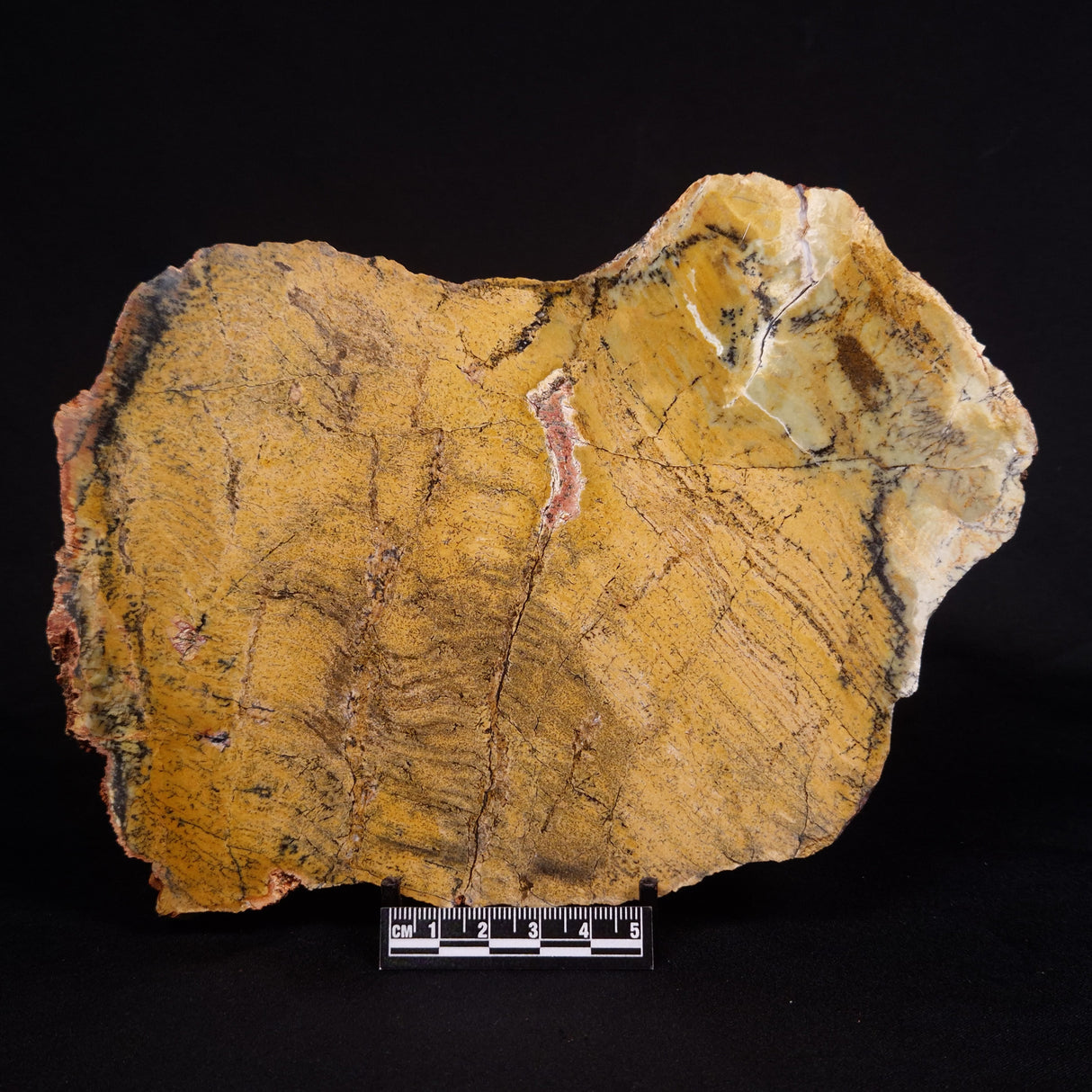 STROMATOLITE MICROBIAL MAT, Strelley Pool Formation, Archean, Australia ZSP030