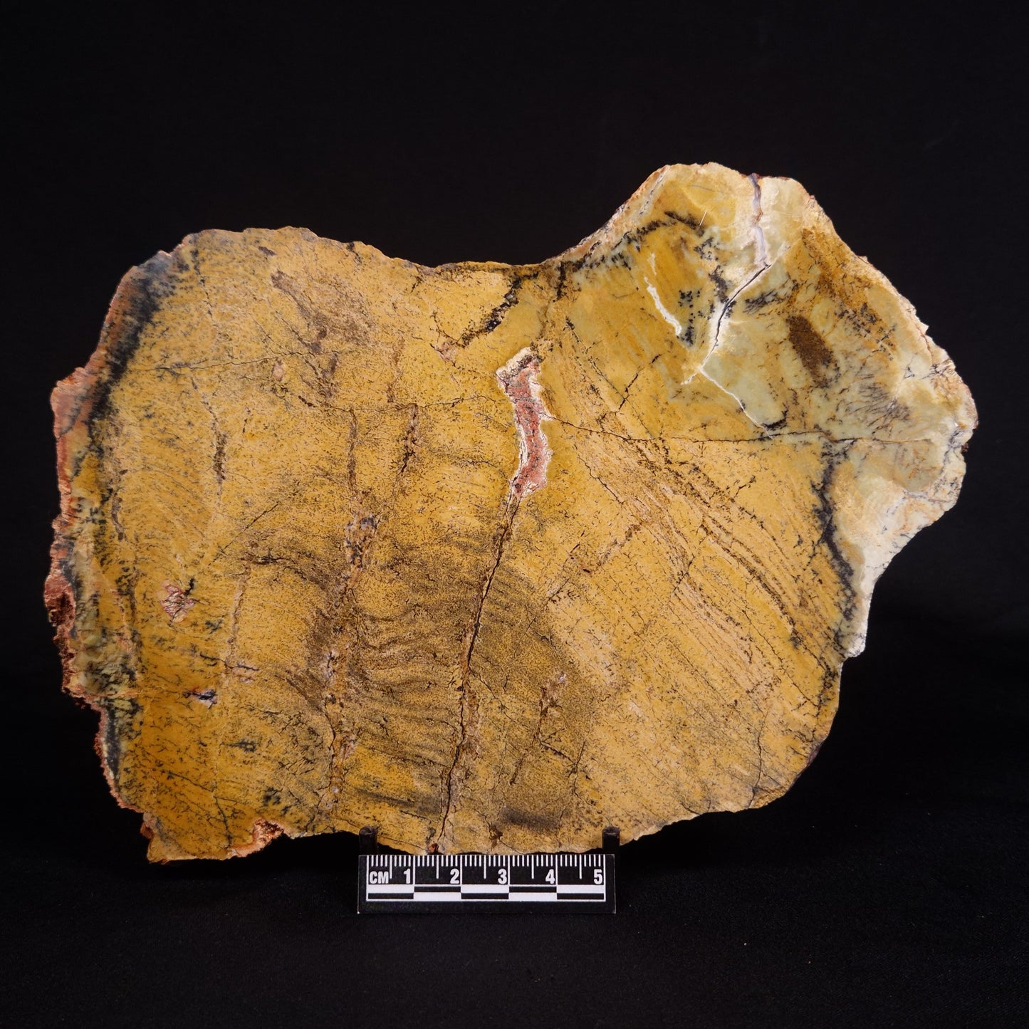 STROMATOLITE MICROBIAL MAT, Strelley Pool Formation, Archean, Australia ZSP030
