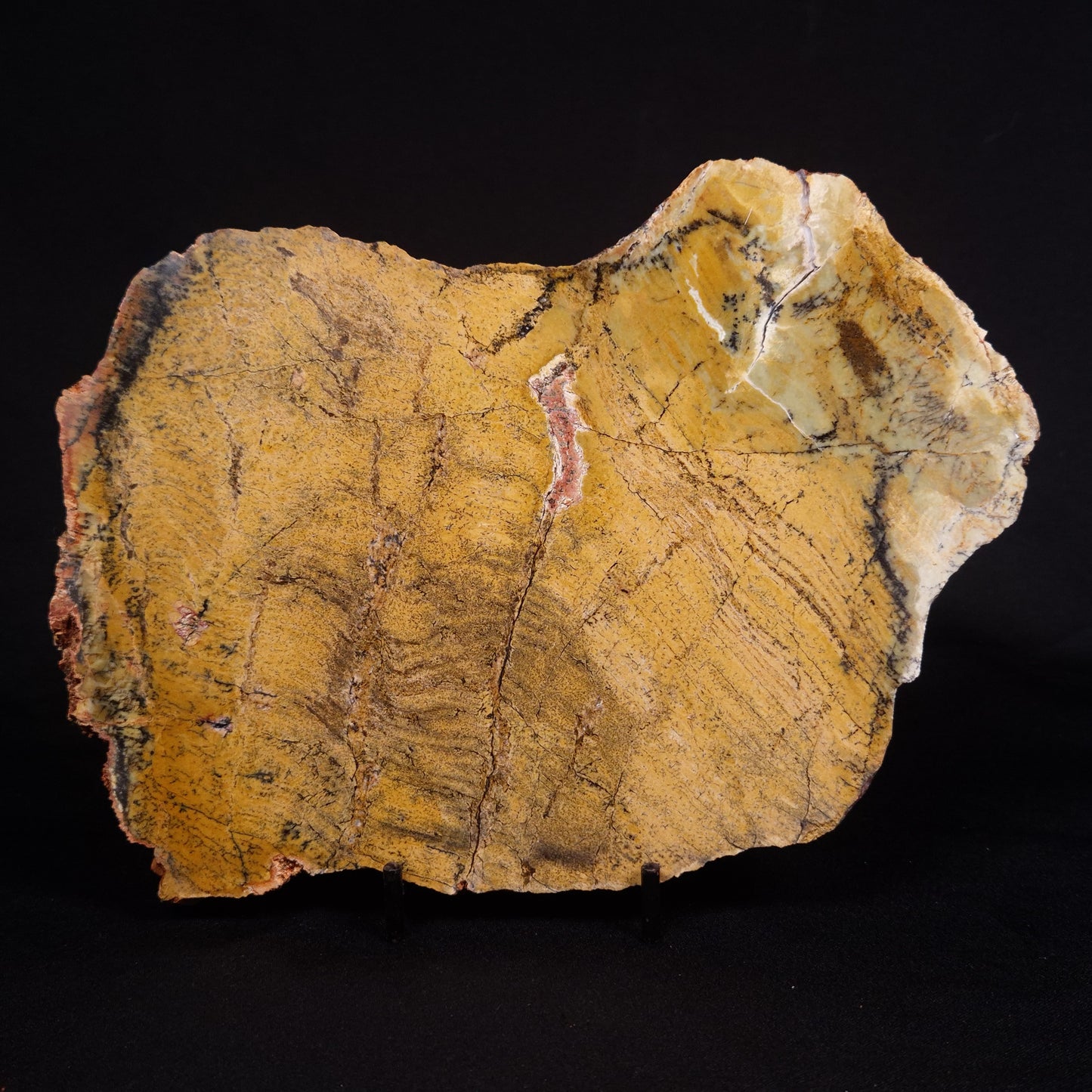 STROMATOLITE MICROBIAL MAT, Strelley Pool Formation, Archean, Australia ZSP030