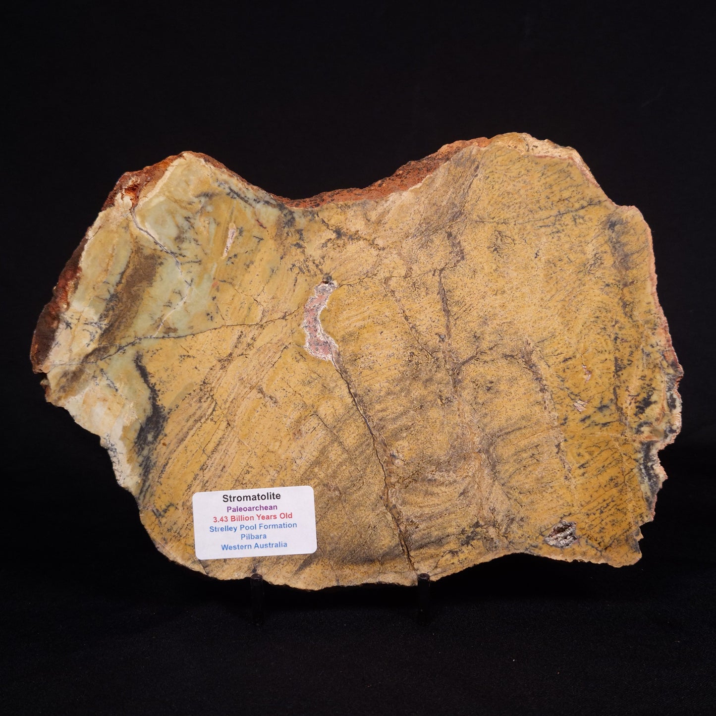 STROMATOLITE MICROBIAL MAT, Strelley Pool Formation, Archean, Australia ZSP030