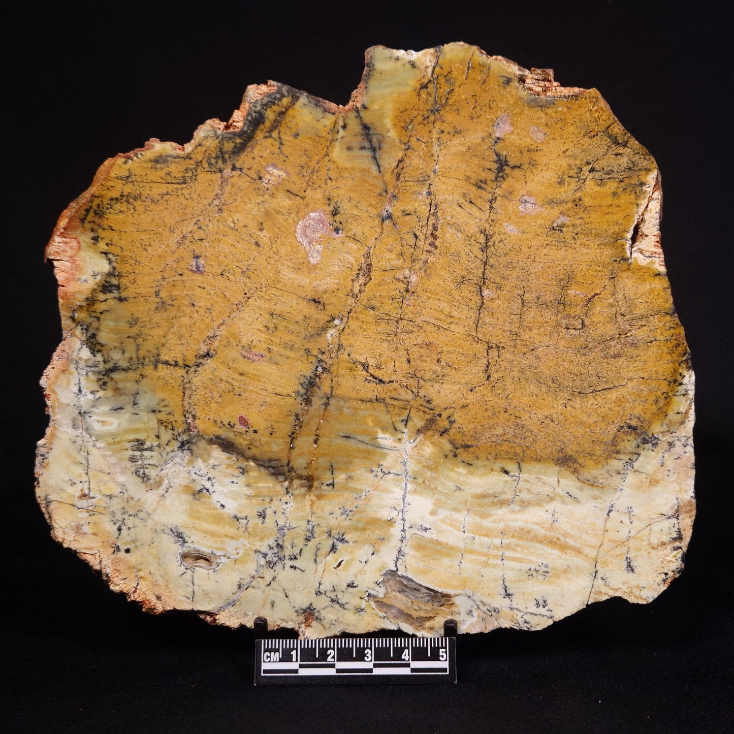 STROMATOLITE MICROBIAL MAT, Strelley Pool Formation, Archean, Australia ZSP032