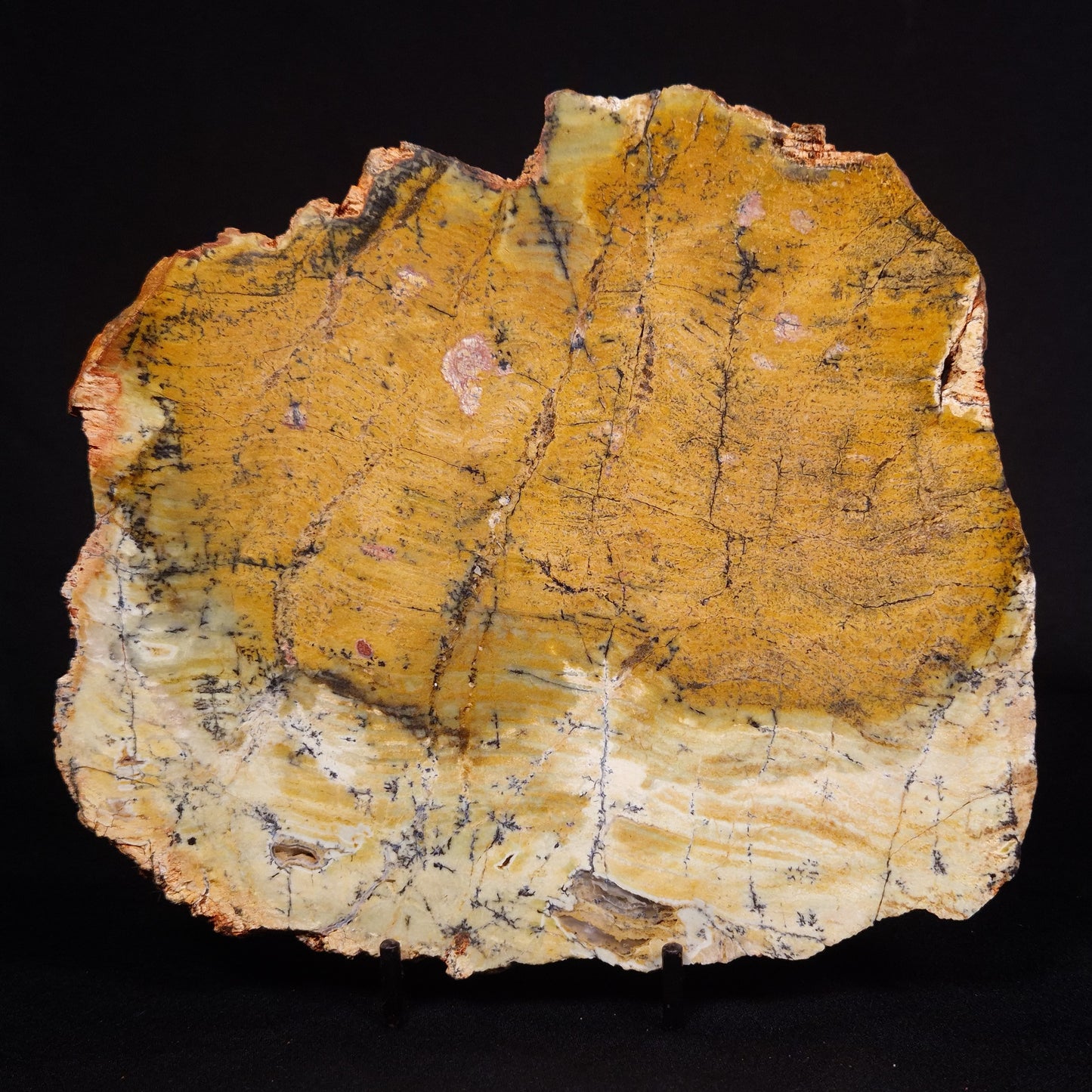 STROMATOLITE MICROBIAL MAT, Strelley Pool Formation, Archean, Australia ZSP032