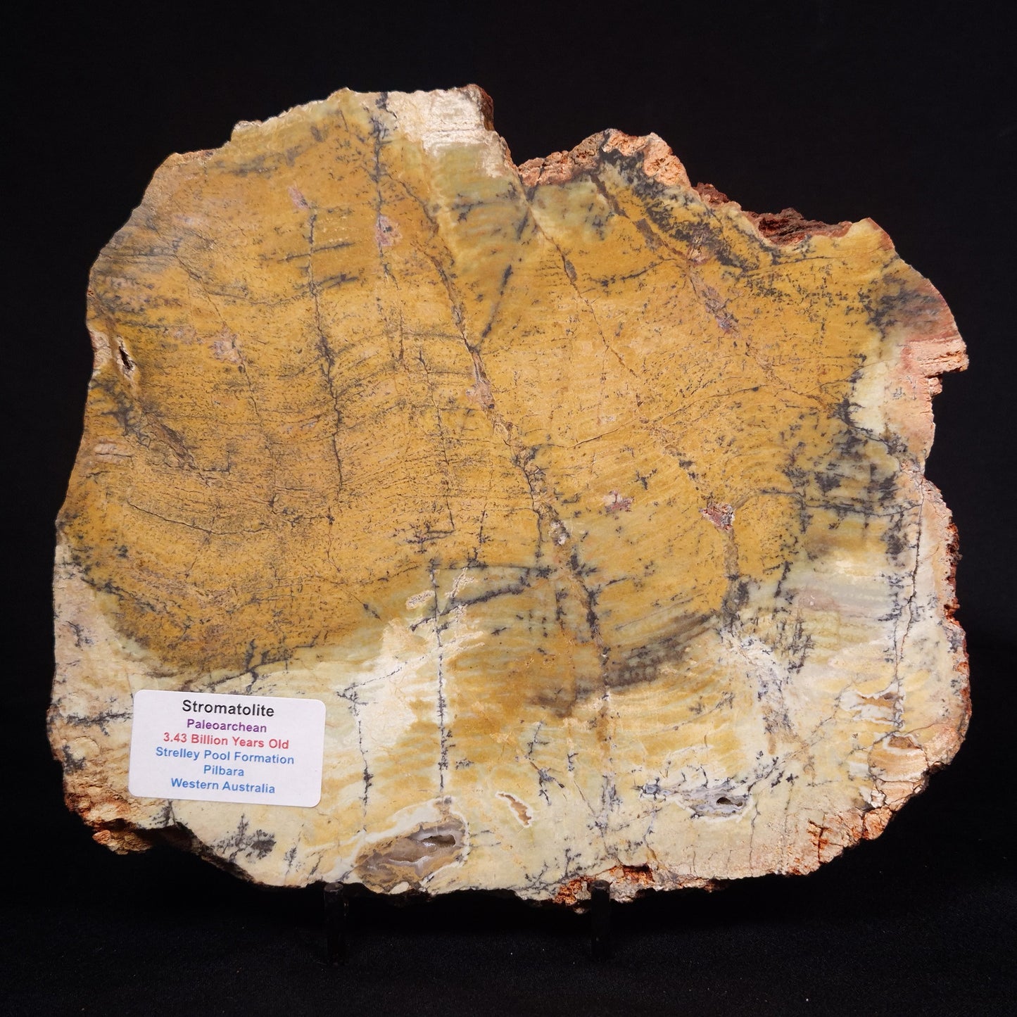 STROMATOLITE MICROBIAL MAT, Strelley Pool Formation, Archean, Australia ZSP032