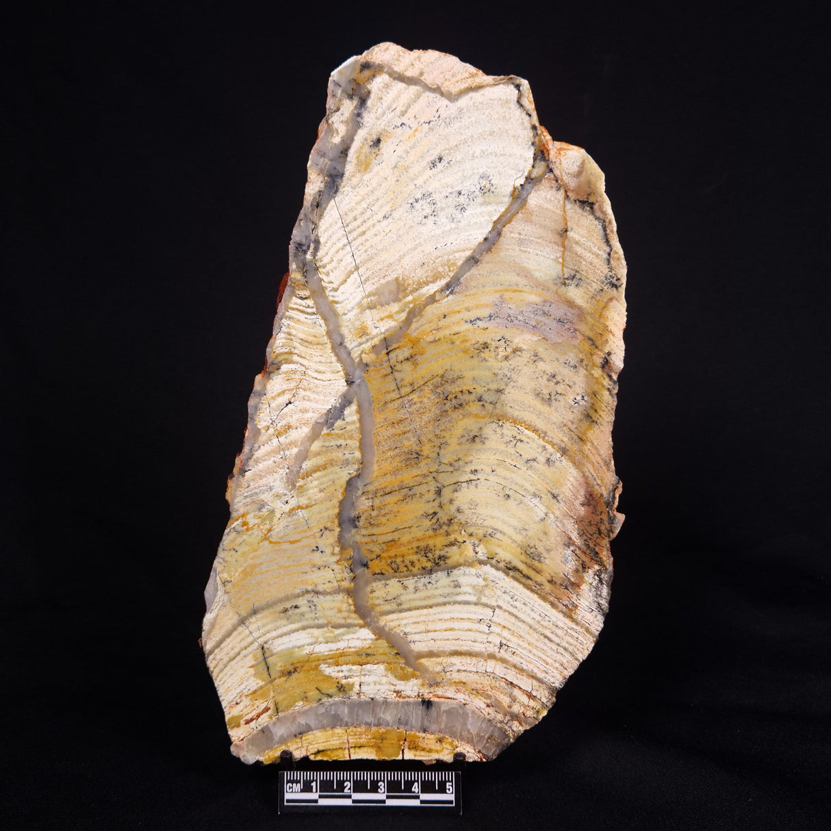 STROMATOLITE MICROBIAL MAT, Strelley Pool Formation, Archean, Australia ZSP033