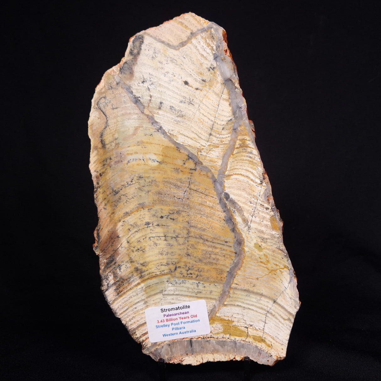 STROMATOLITE MICROBIAL MAT, Strelley Pool Formation, Archean, Australia ZSP033