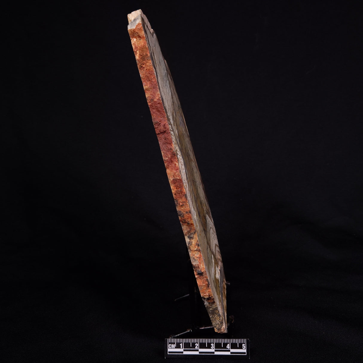 STROMATOLITE MICROBIAL MAT, Strelley Pool Formation, Archean, Australia ZSP033