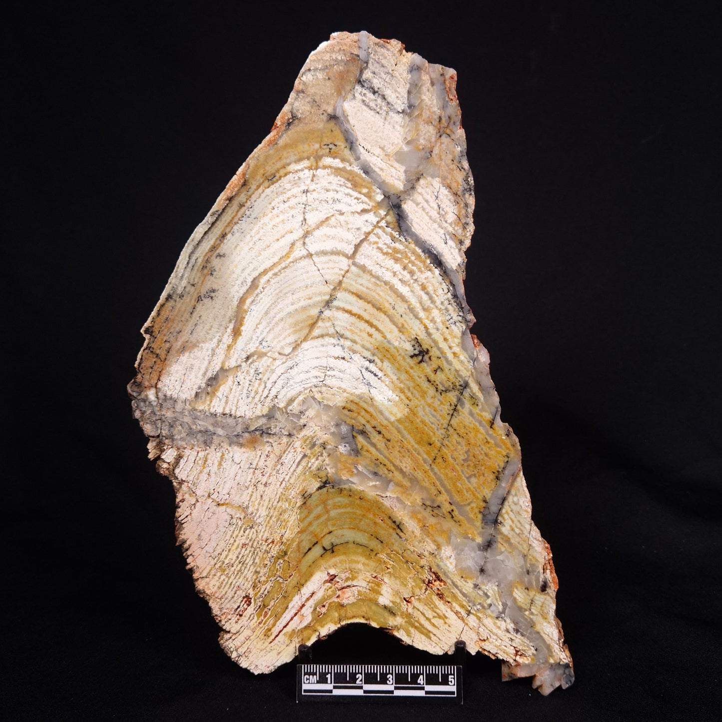 STROMATOLITE MICROBIAL MAT, Strelley Pool Formation, Archean, Australia ZSP036