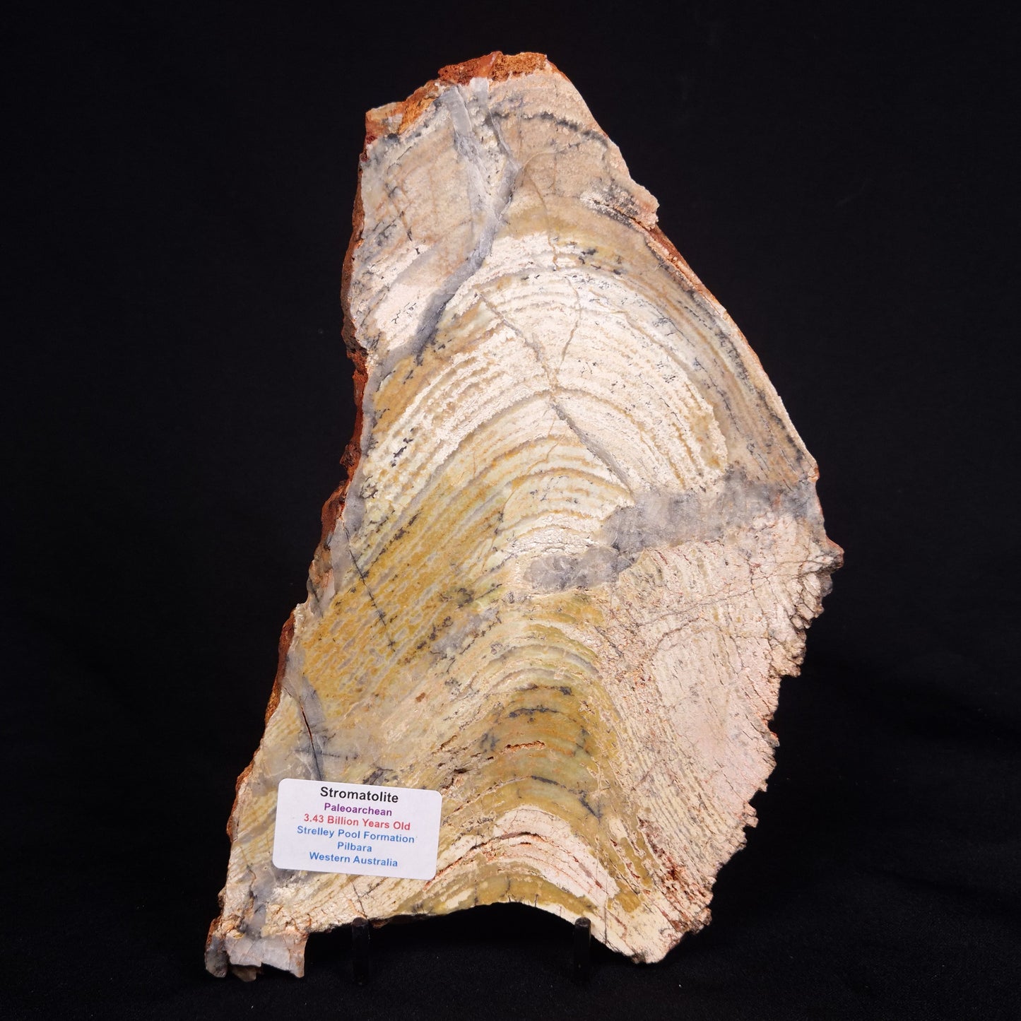 STROMATOLITE MICROBIAL MAT, Strelley Pool Formation, Archean, Australia ZSP036