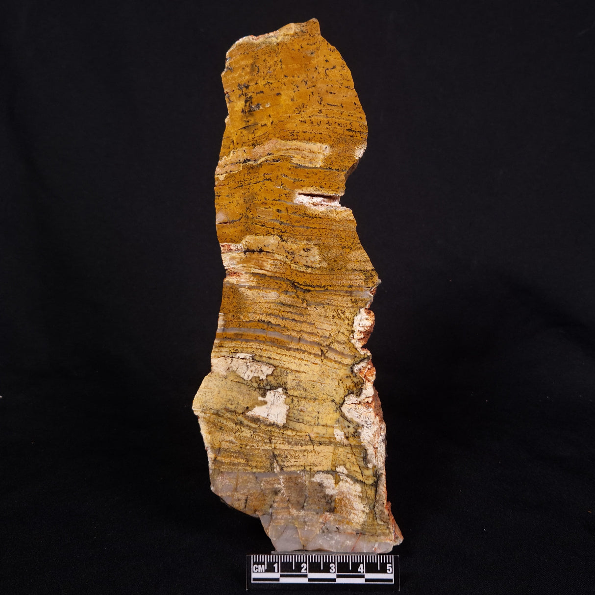 STROMATOLITE MICROBIAL MAT, Strelley Pool Formation, Archean, Australia ZSP037