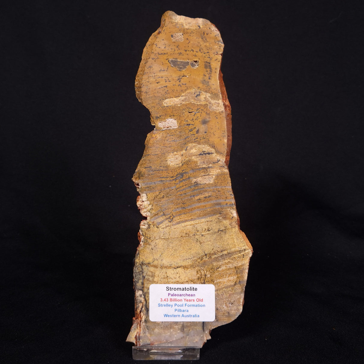 STROMATOLITE MICROBIAL MAT, Strelley Pool Formation, Archean, Australia ZSP037