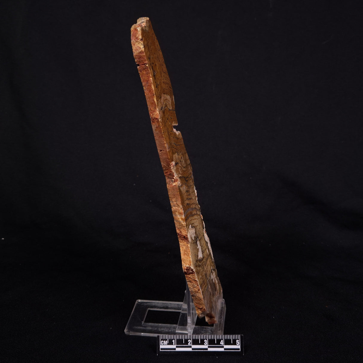 STROMATOLITE MICROBIAL MAT, Strelley Pool Formation, Archean, Australia ZSP037