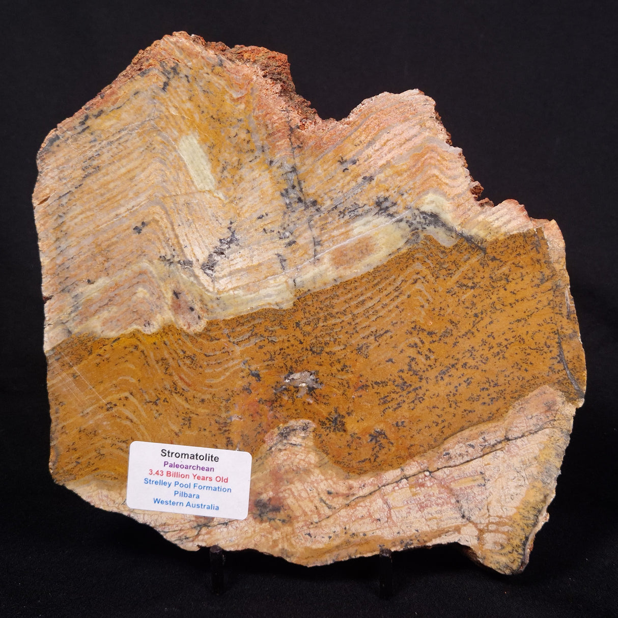 STROMATOLITE MICROBIAL MAT, Strelley Pool Formation, Archean, Australia ZSP039