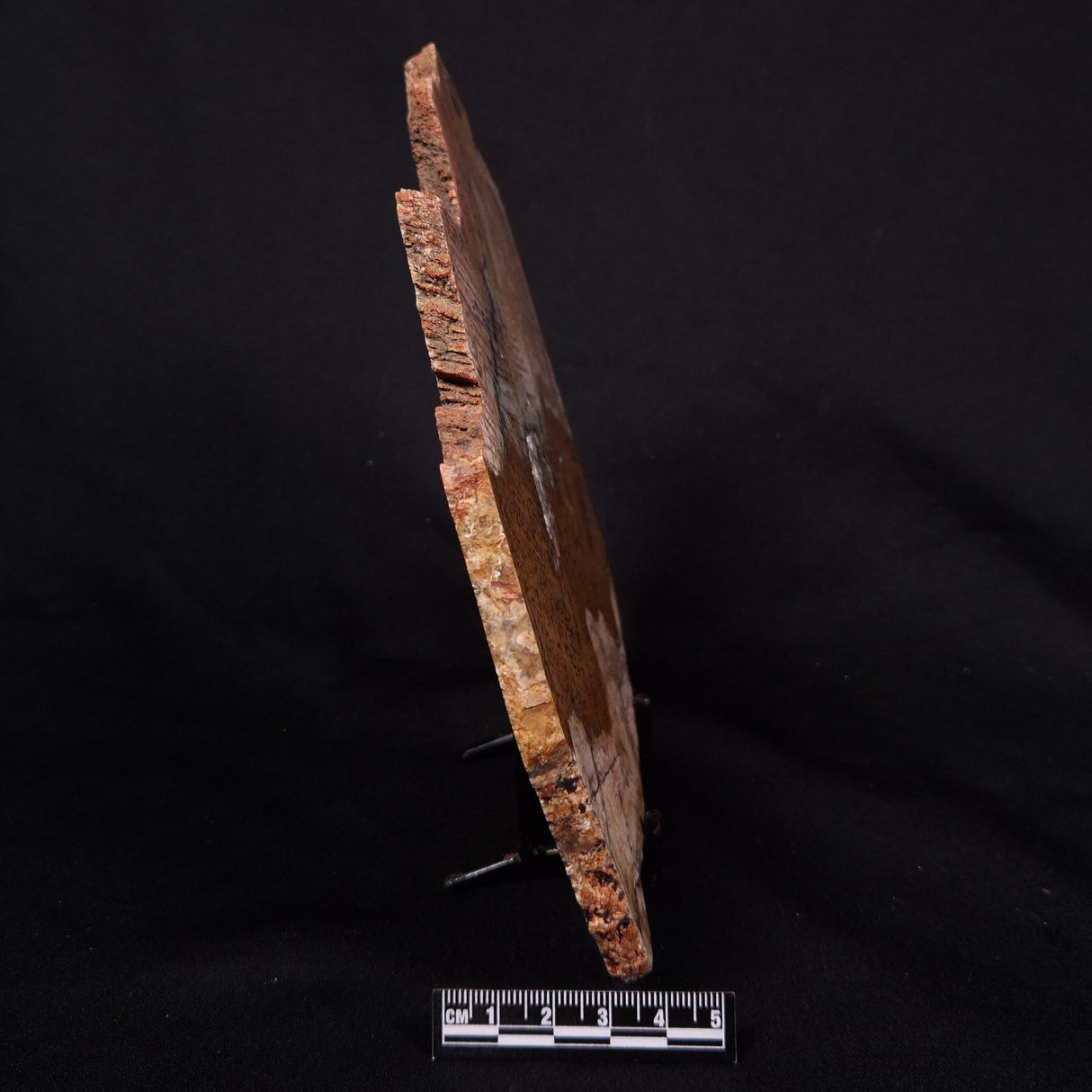 STROMATOLITE MICROBIAL MAT, Strelley Pool Formation, Archean, Australia ZSP039