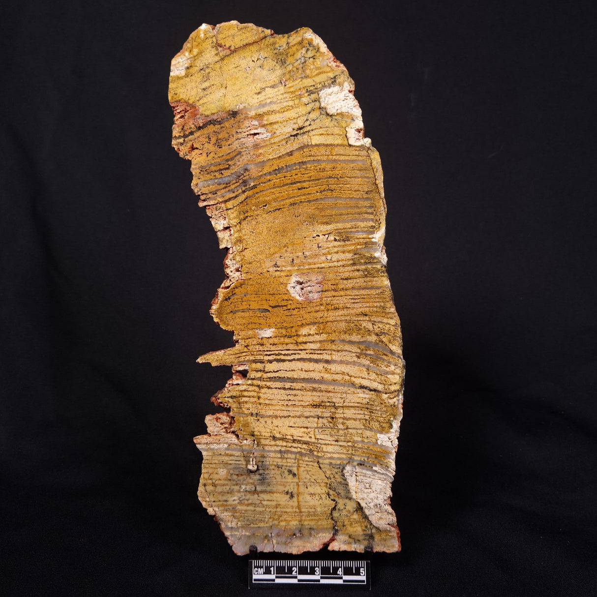 STROMATOLITE MICROBIAL MAT, Strelley Pool Formation, Archean, Australia ZSP040